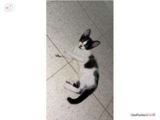 Se da en adopción gatita hembra 