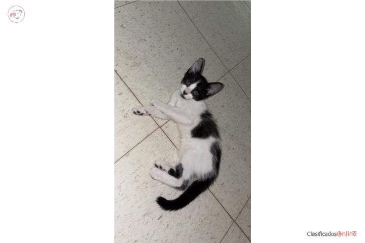 Se da en adopción gatita hembra  Puerto Rico