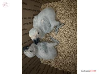 African grey congo