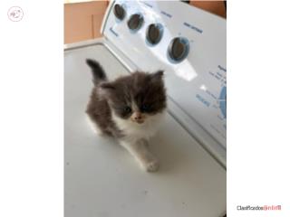 Bellos Gatitos Persa 