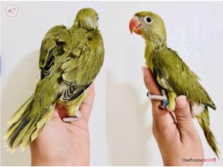 Ringneck