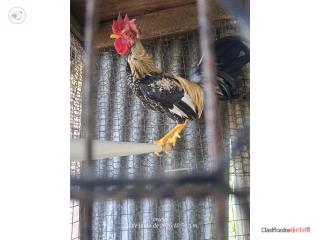 Gallos. Cada uno 60