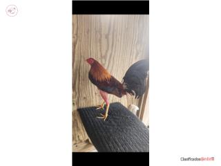 Gallos finos