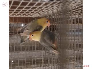 Pareja de lovebird ready