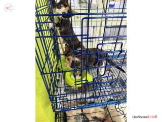 Gatitos gratis  Puerto Rico