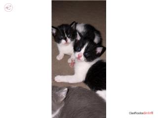 Gatitos en adopci�n Puerto Rico