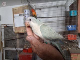 Quaker  bebé