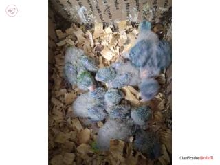 Quaker hand feeding Bebé
