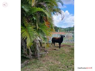 Ovejo Puerto Rico