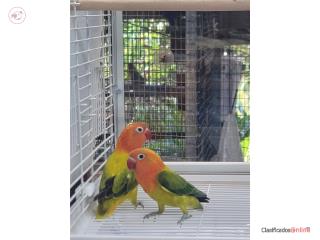 Lovebird