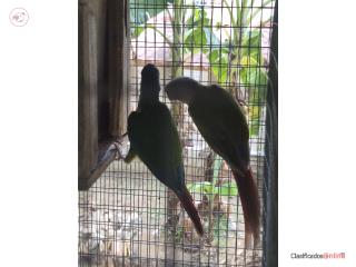 Parejas de greencheck probadas ya 