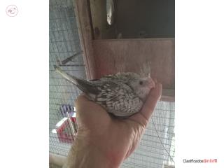 Cockatiel bebé