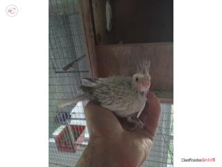 Cockatiel bebé