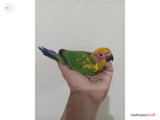 Sun conuro