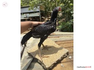 Pollo shamo joven pinto 