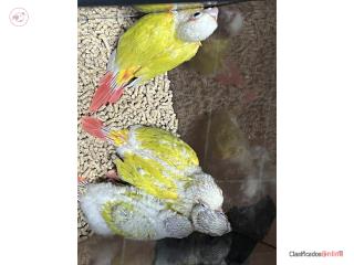 Sun Cheeck Conure