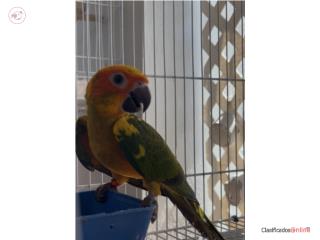 Sun Conure JOVEN