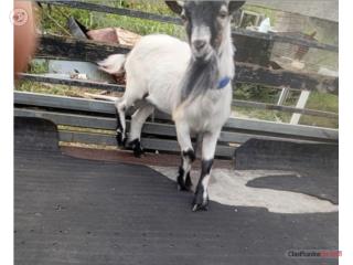 Cabrito enano  Puerto Rico