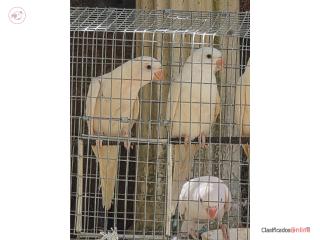 Cotorras Ringnecks Bebés