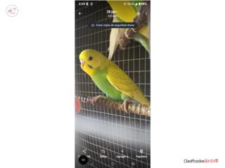 Pericos jóvenes 