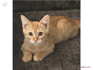 Se regala gatito llamado Rubio  Puerto Rico