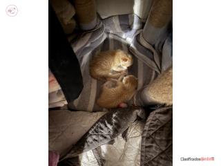 Gatitos para adopci�n gratis bebes Puerto Rico