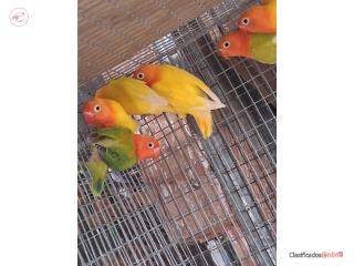 Lovebird 