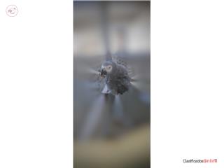 AFRICAN GREY CONGO MACHO
