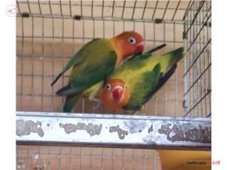 Pareja de lovebird ready