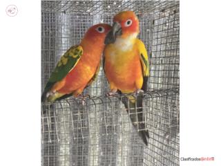 PAREJITA DE SUN CONURE 