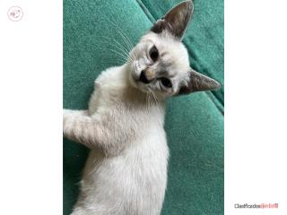 Se regala gatita Puerto Rico