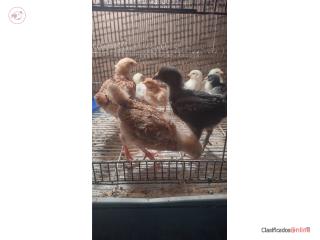 Pollito de ponedora