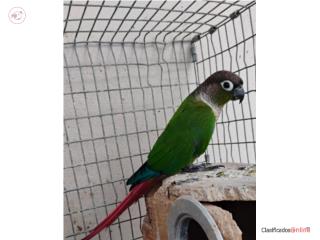 Green Cheek