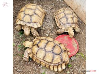 Tortugas Sulcatas Puerto Rico