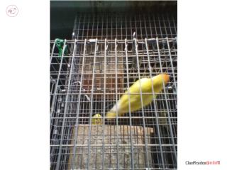 LOVEBIRD ANILLADO YELLOW MACHO ADULTO