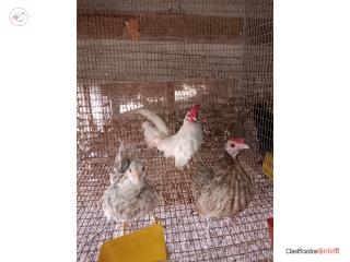 Lote de 30 kiris 