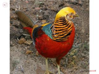 Faisan red golden