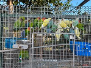 Lote de 25 lovebirds