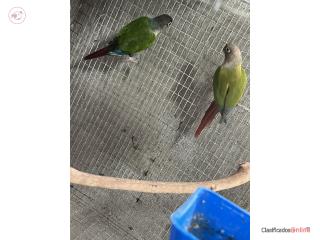 Grencheeck pareja