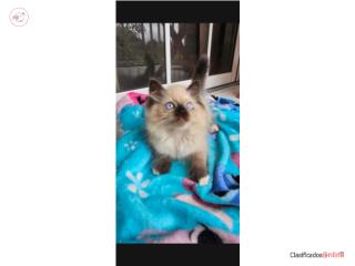 Gatito himalaya  Puerto Rico