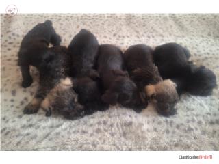 Puerto Rico Hermosos Mini Schnauzer, Perros Gatos y Caballos