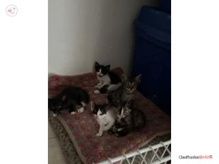 Gatitos para adoptar 6 semanas Puerto Rico