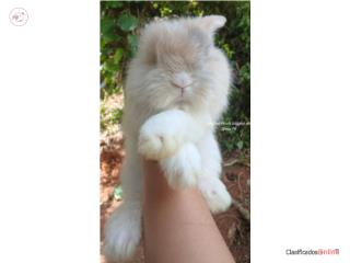 Conejos English Angora Puerto Rico