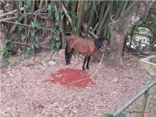 Caballo ?? lindo 400 Puerto Rico