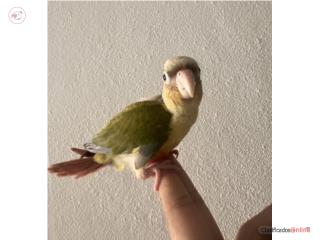 Green cheek 