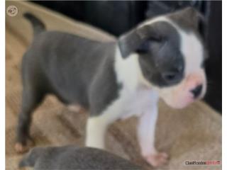 Boston terrier blue Puerto Rico