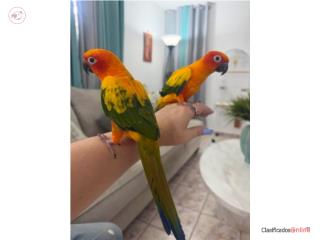 Sun conure en venta pareja mansas 