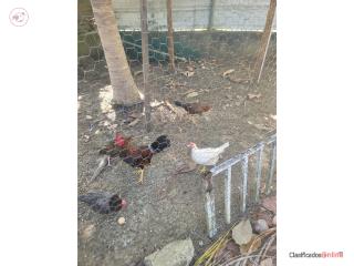 GALLOS