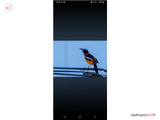 Orioles