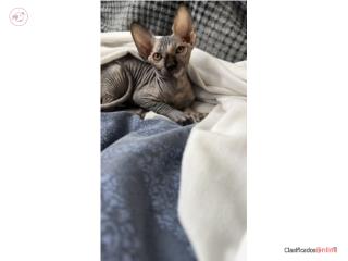 Sphynx hembra Puerto Rico